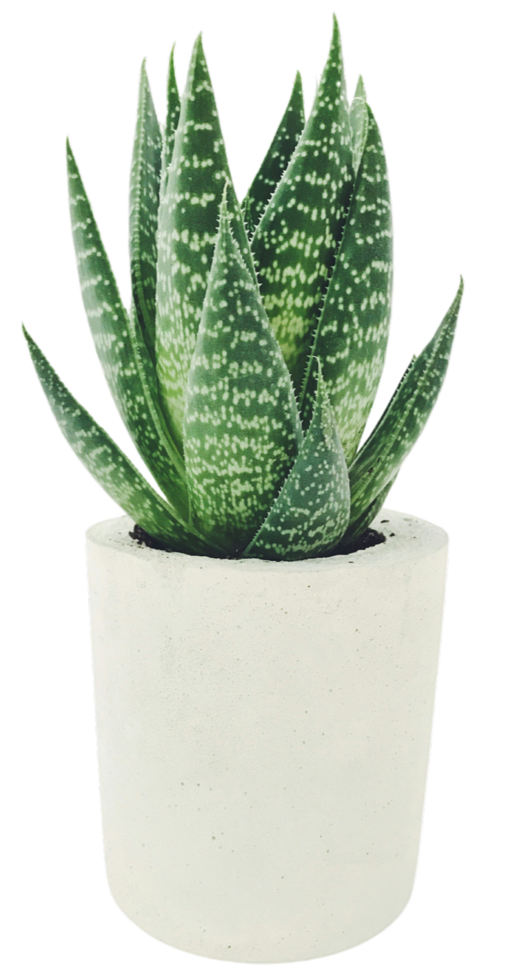 plant-img